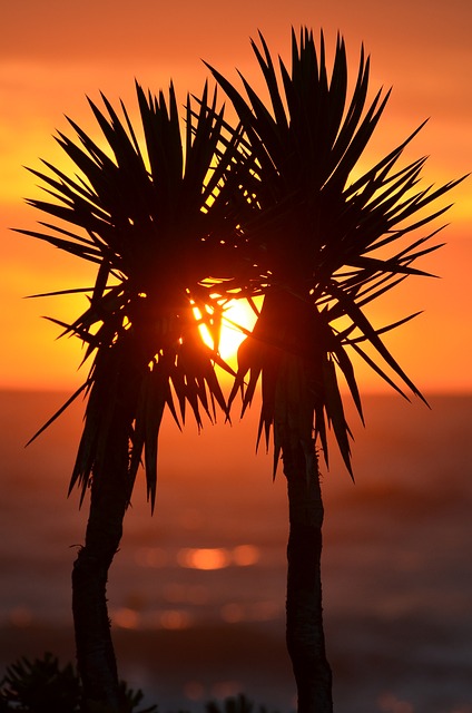    - The Flammable Nature Of Palm Trees 