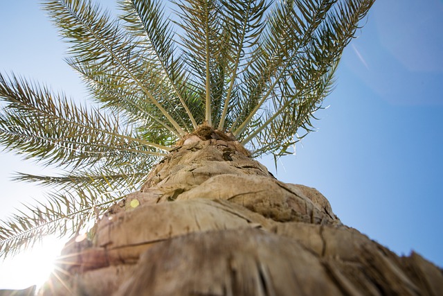    - Are There Any Alternative Ways To Decorate Palm Trees For Outdoor Lighting Purposes?