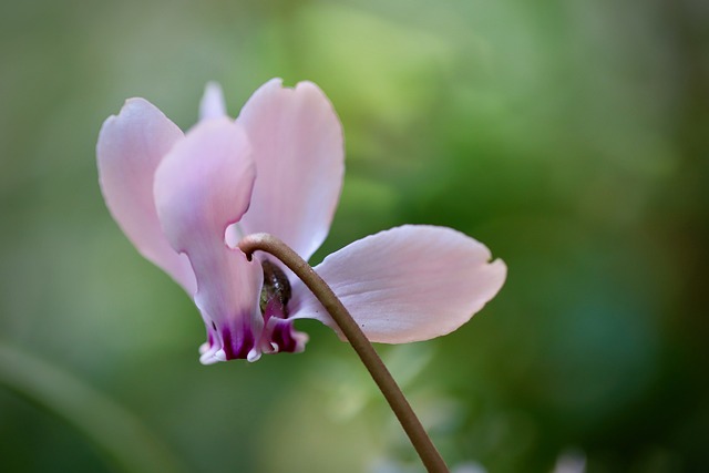 Frequently Asked Questions About Dying Cyclamen