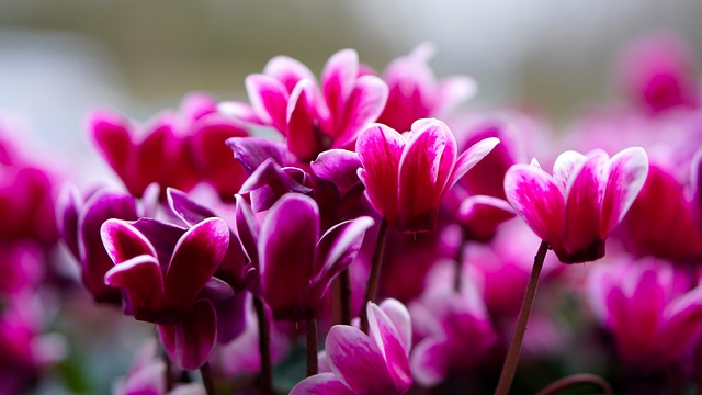 Signs And Symptoms Of A Dying Cyclamen