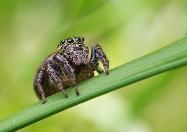 Understanding The Role Of Light, Water, And Nutrient Deficiencies In Spider Plant Discoloration