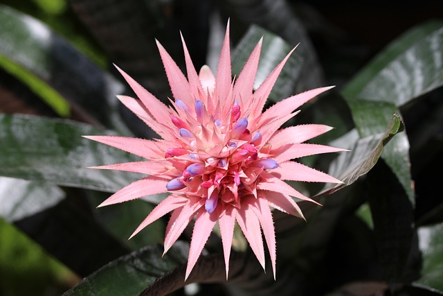 Understanding The Factors That Contribute To The Browning Of Bromeliad Leaves.