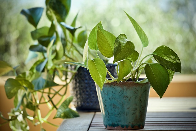 Frequently Asked Questions (Faqs) About Pothos Growth Issues