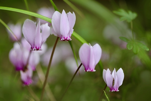 Common Causes Of Cyclamen Dying