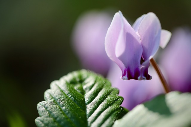 How To Revive A Dying Cyclamen