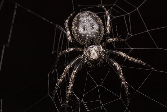 Exploring Potential Dangers Or Benefits Of Baby Spider Interactions