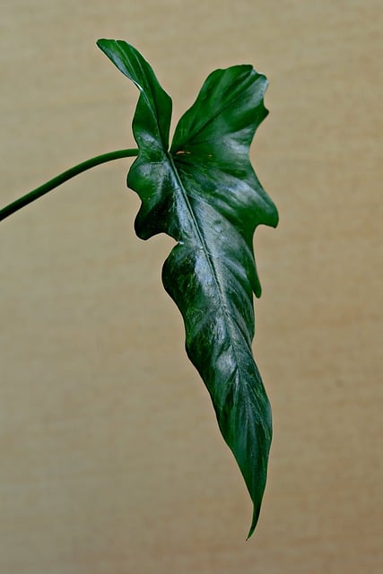 Frequently Asked Questions About Rubber Plant Leaf Loss