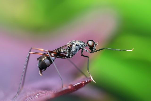 Understanding The Presence Of Ants In Your Closet