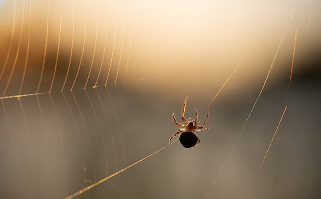 The Relationship Between Baby Spiders And Their Surroundings