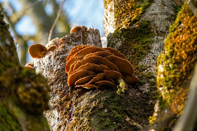 Ocelo Sponges Are Susceptible To Various Threats, Such As Overfishing, Pollution, And Habitat Destruction, Which Further Decrease Their Availability And Make Them Harder To Find.