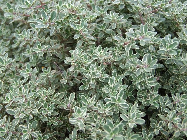 Frequently Asked Questions About Dying Thyme Plants