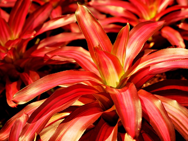 Commonly Asked Questions About Bromeliads Turning Brown And Possible Solutions.