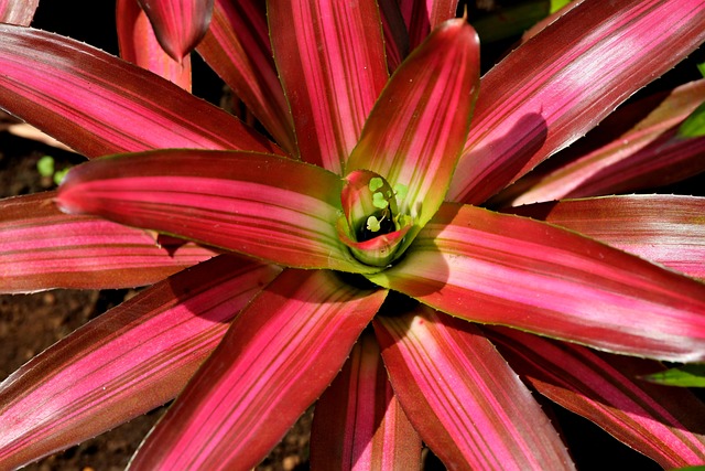 Exploring How Environmental Conditions Such As Temperature, Humidity, And Sunlight Can Affect Bromeliad Health.