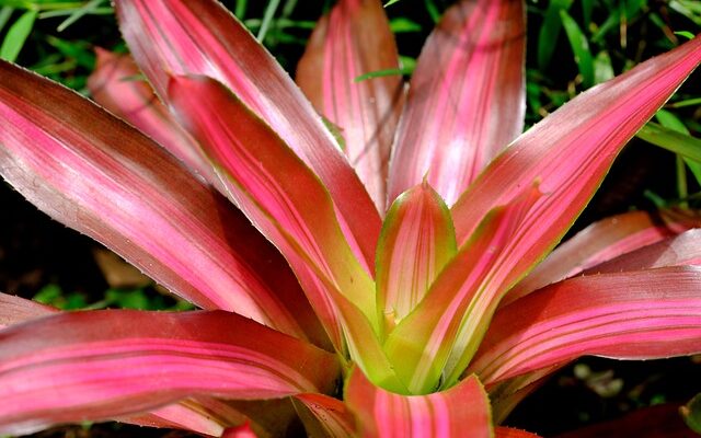 Why Is My Bromeliad Turning Brown