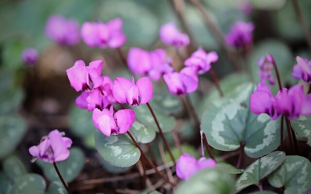 Why Is My Cyclamen Dying