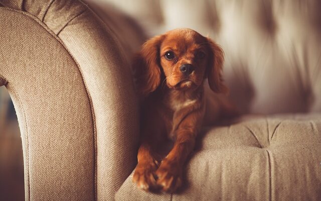 Why Would My Dog Pee On The Couch